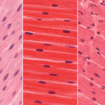 Image de couverture pour l’article "Smooth Muscle Skeletal Muscle Cardiac Muscle Quiz Practice Guide"
