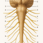 Image de couverture pour l’article "Test Your Knowledge with Our Comprehensive Cranial Nerves Quiz"